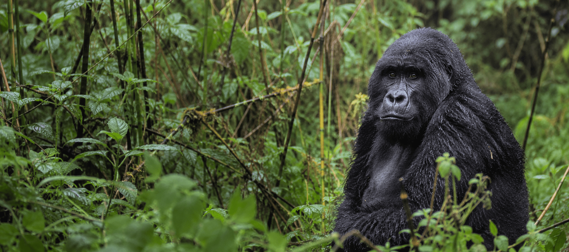 image_3_day_rwanda_gorilla_safari_native_expeditions