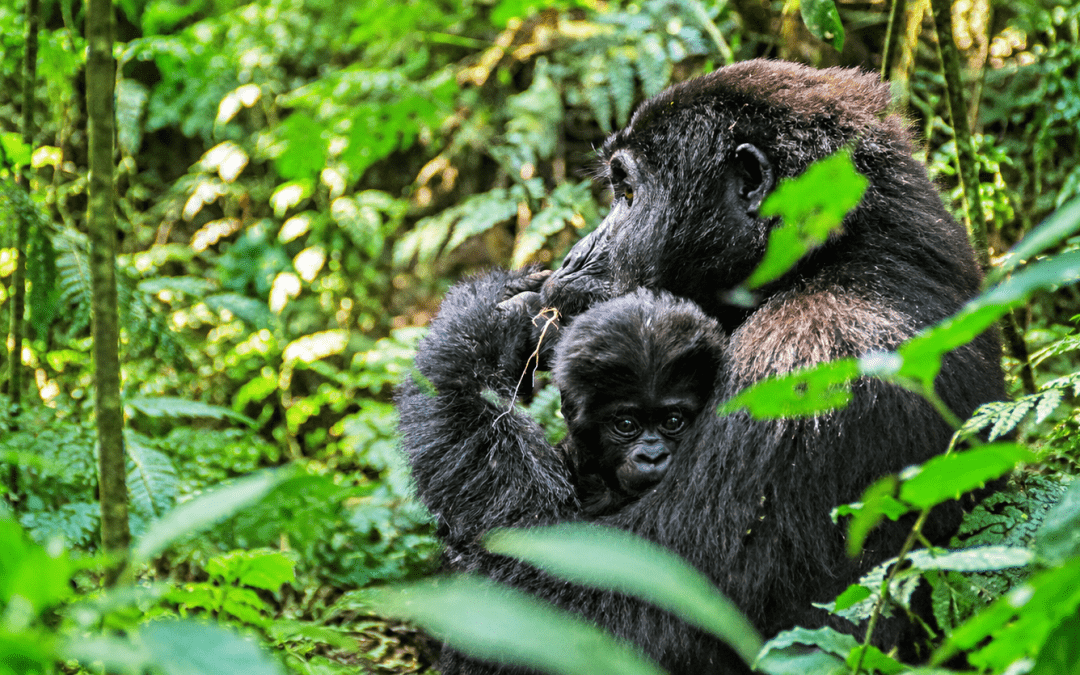 3-Day Bwindi Gorilla Trekking Safari