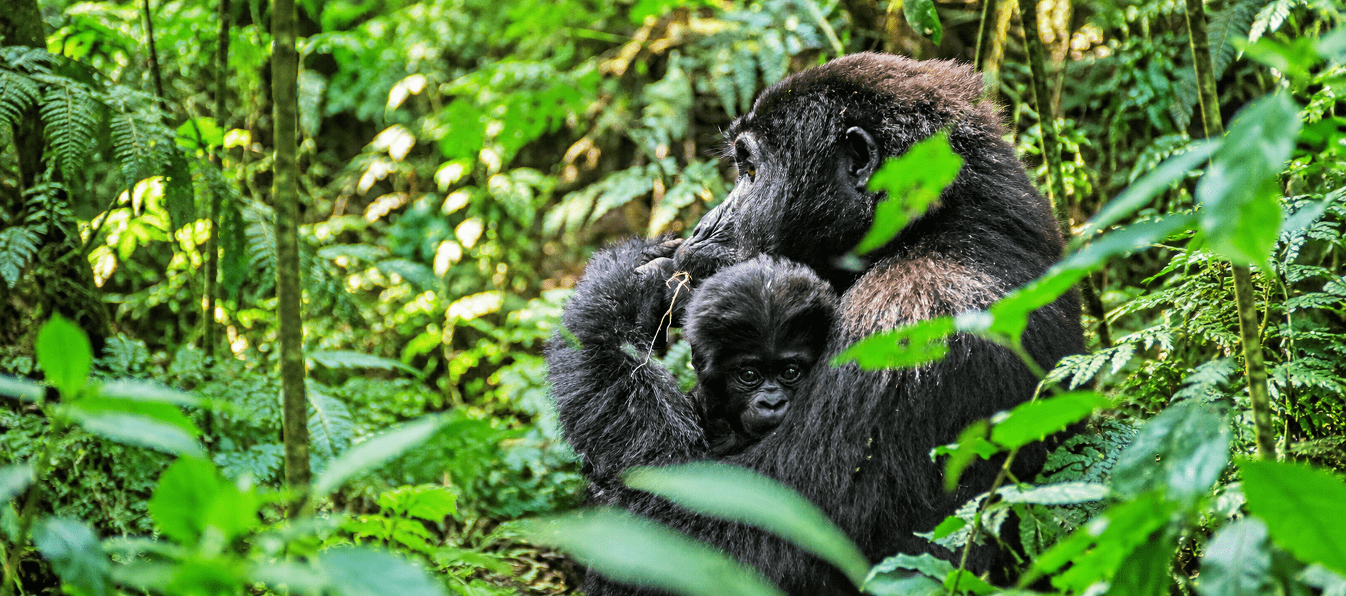 image_3_days_gorilla_safari_in_uganda_native_expeditions