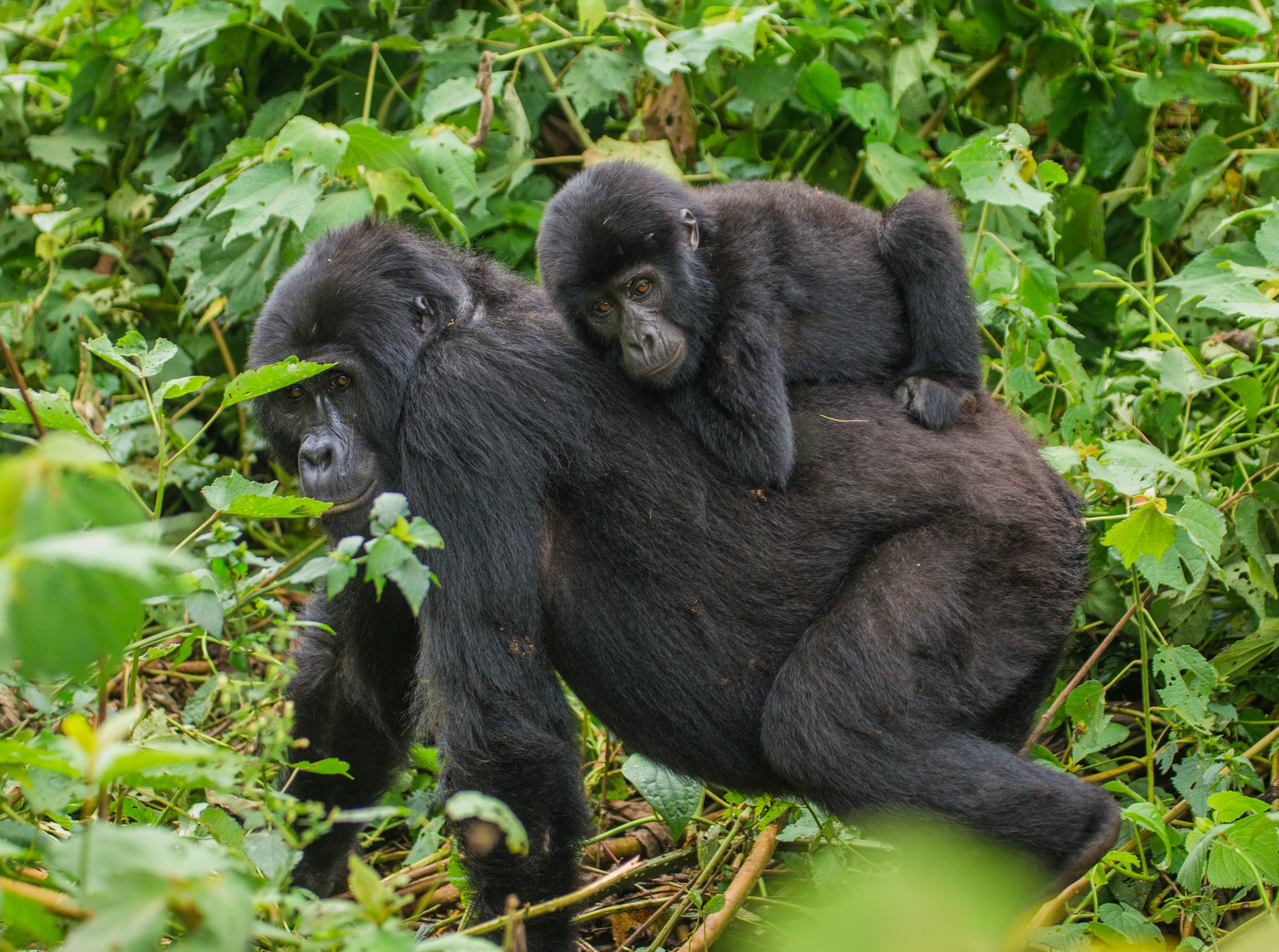 image_gorillas_in_virunga_congo_native_expeditions