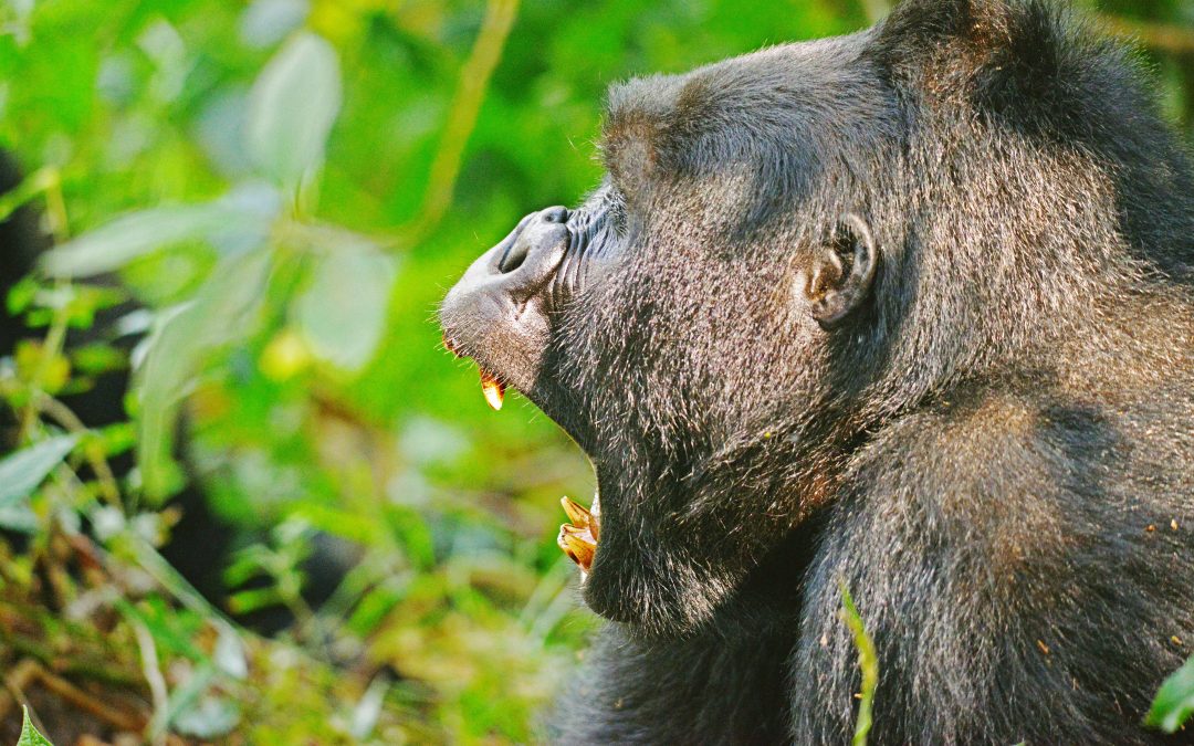 Bwindi Impenetrable National Park: Gorillas, Birds Ancient Culture and more