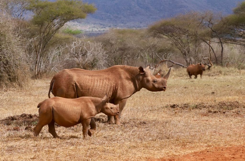 3-Day Mkomazi National Park Safari