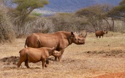 3-Day Mkomazi National Park Safari