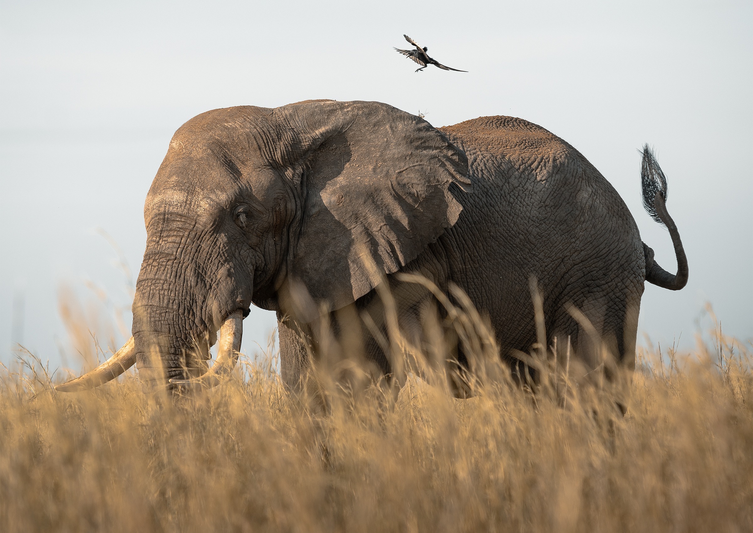 image_elephant_in_amboseli_national_park