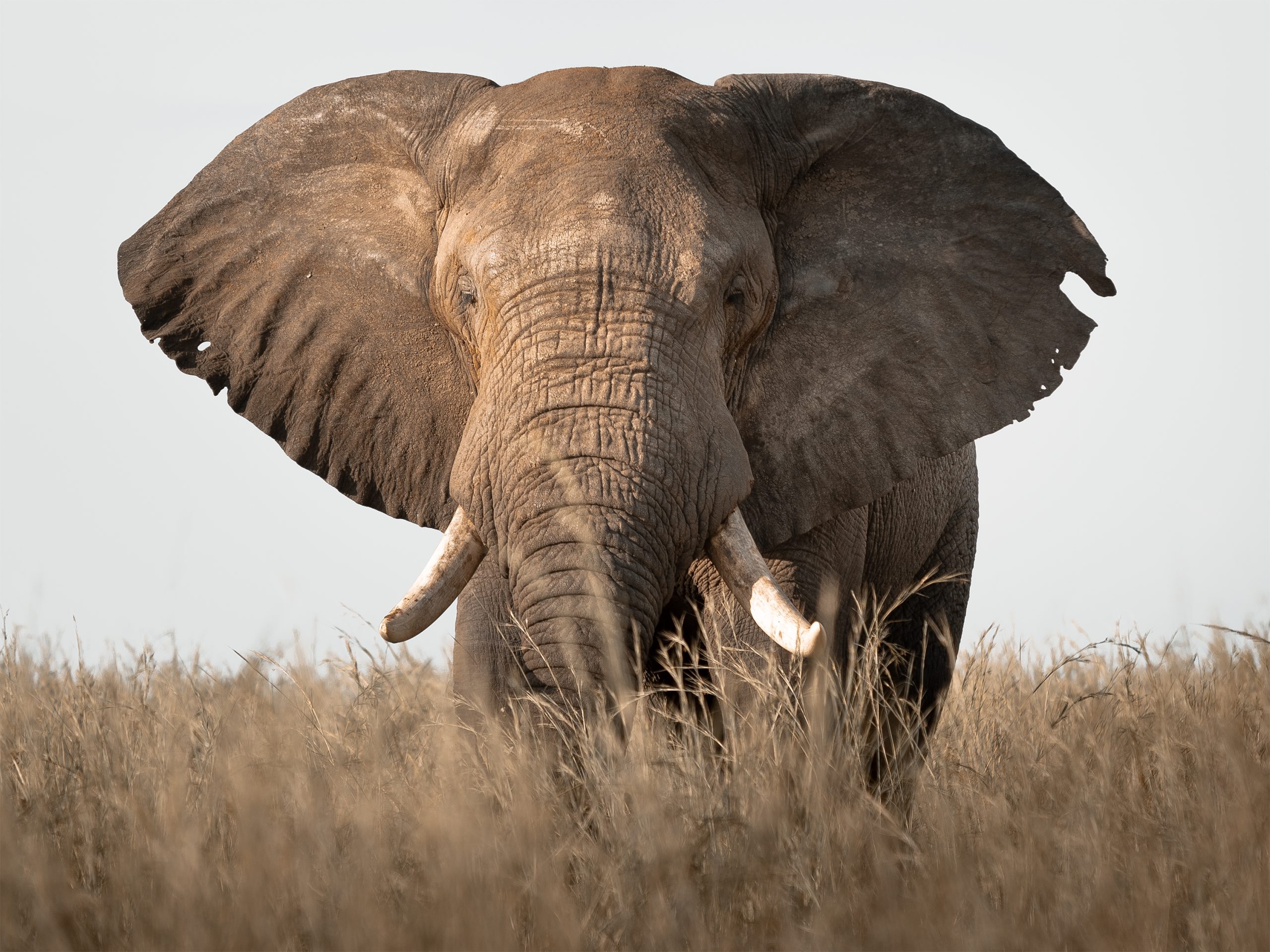 image_mount_kilimanjaro_safaris