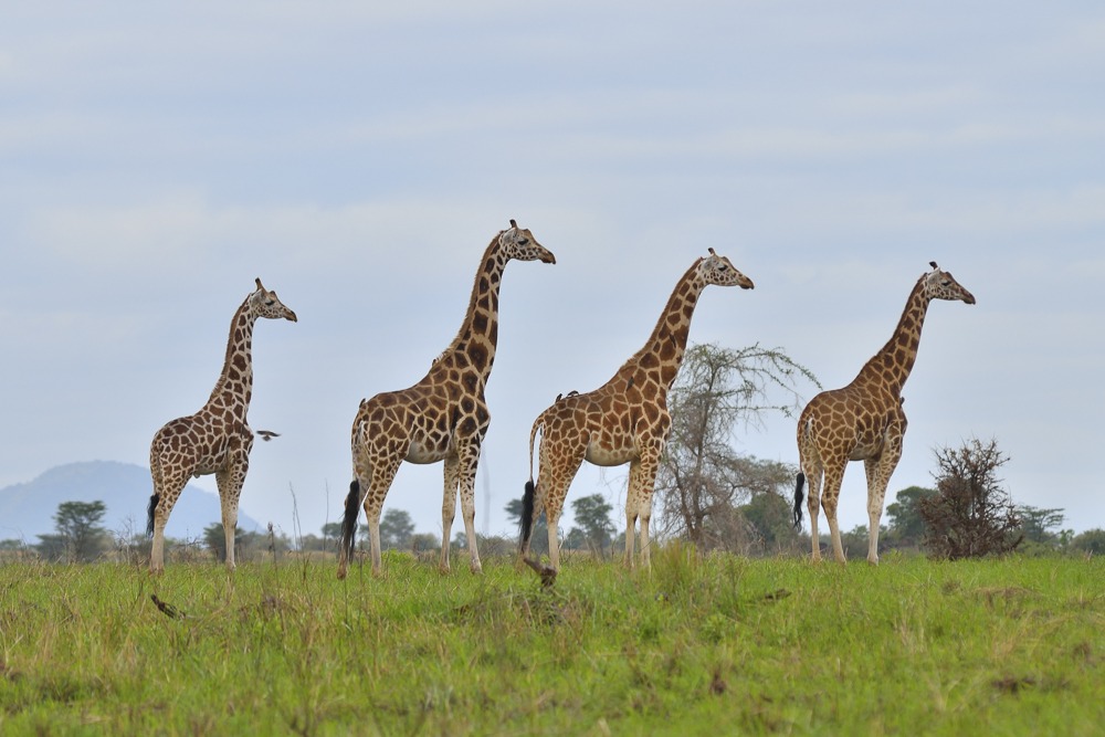 image_giraffes_in_serengeti_tanzania_native_expeditions