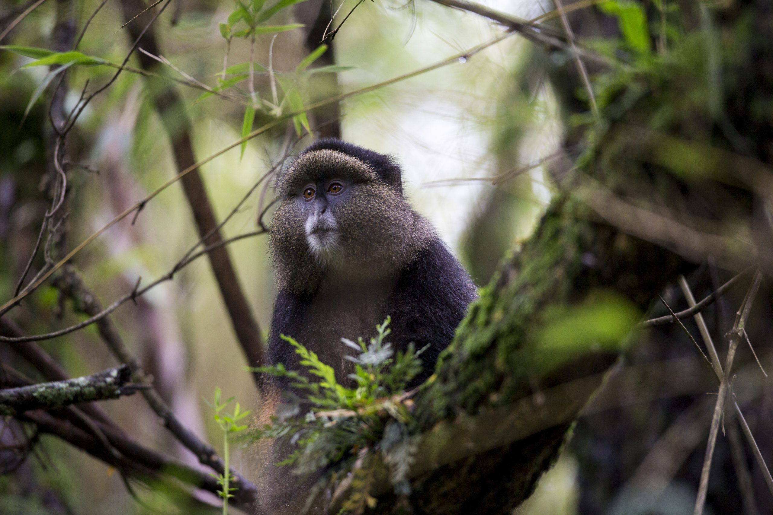 image_golden_monkey_in_rwanda_native_expeditions