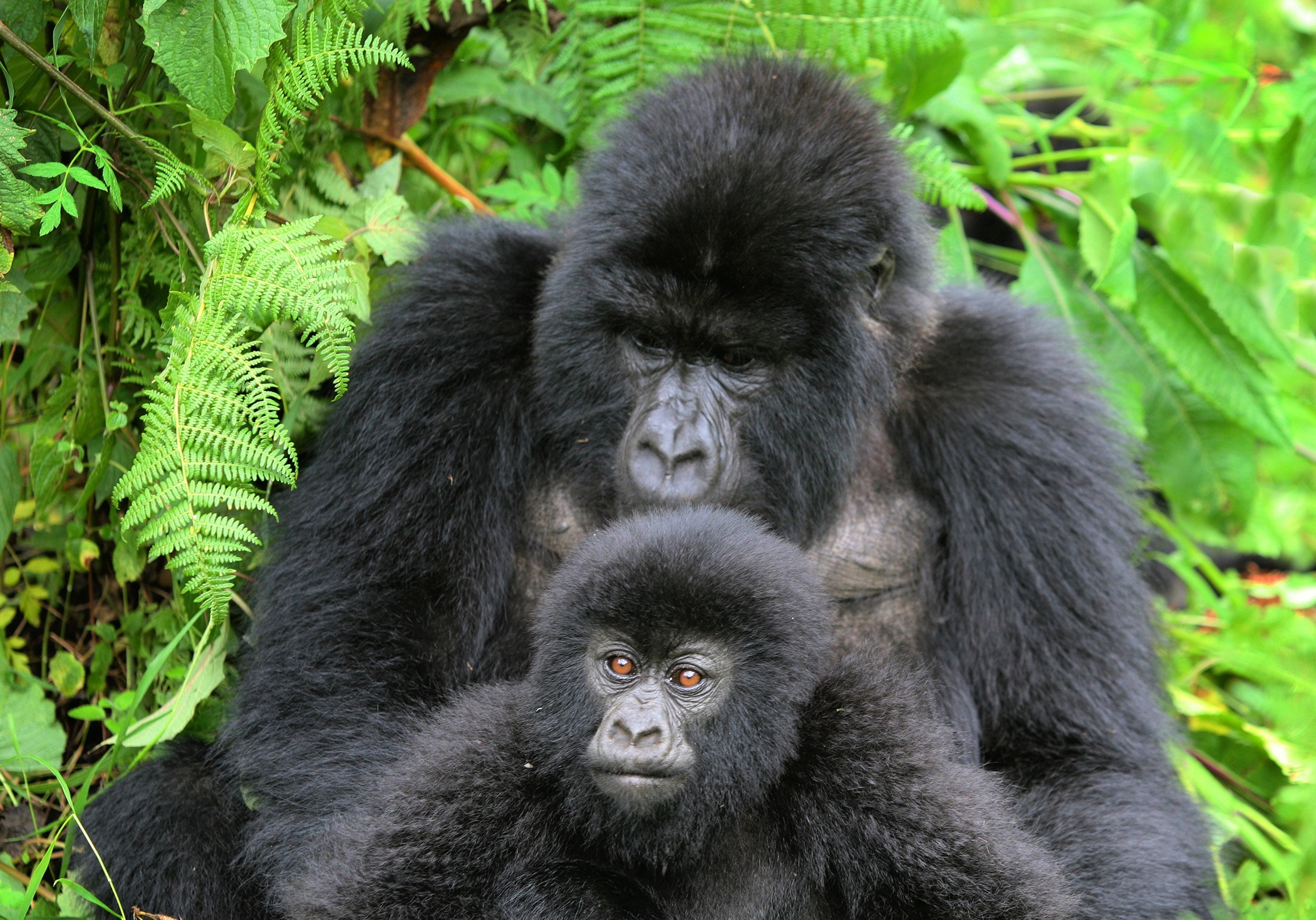 image_male_gorilla_in_rwanda