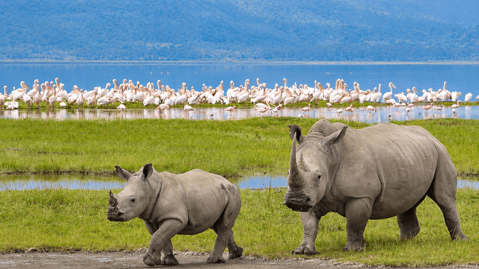 image_lake_nakuru_in_kenya