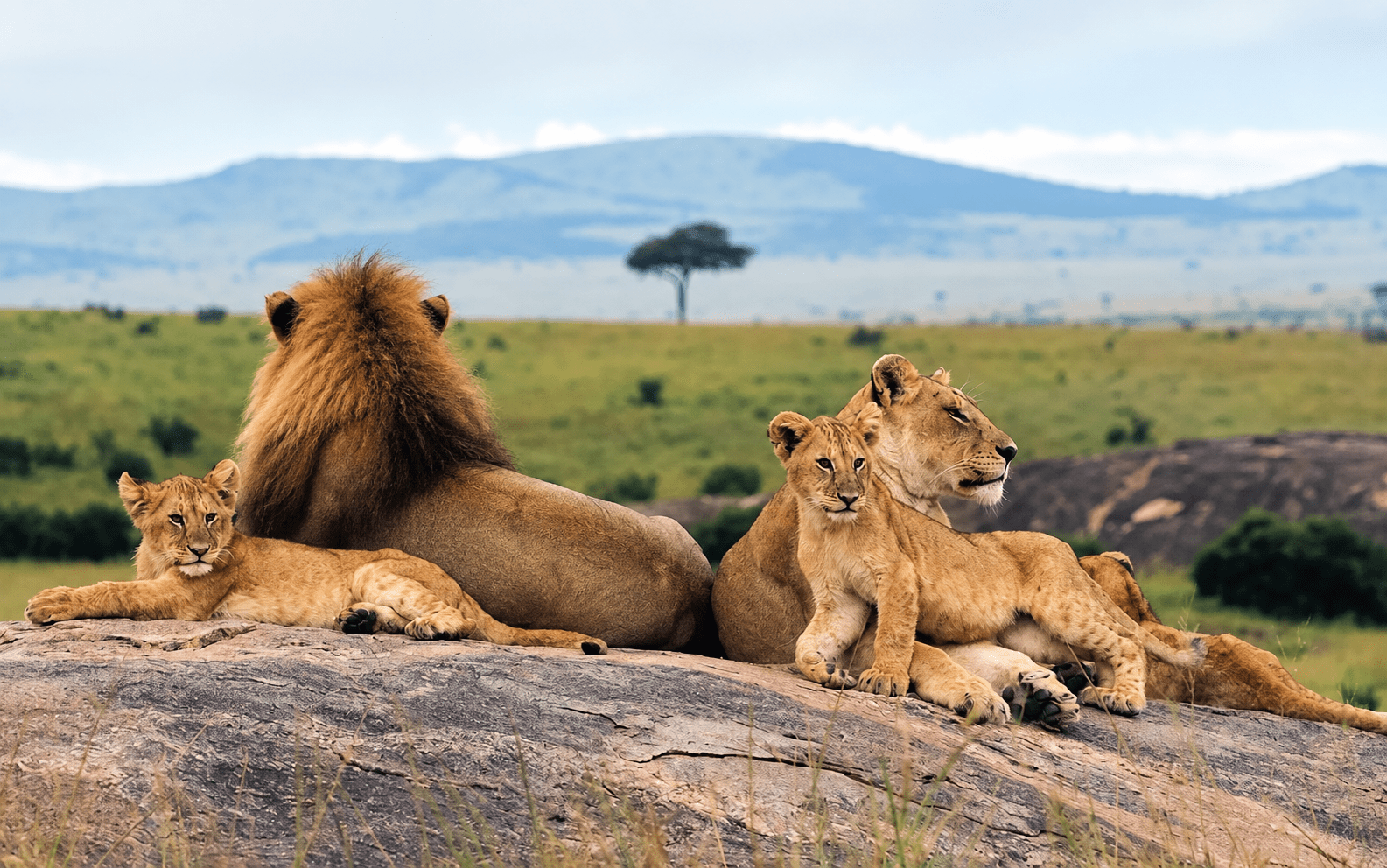 image_lion_family_in_masai_mara