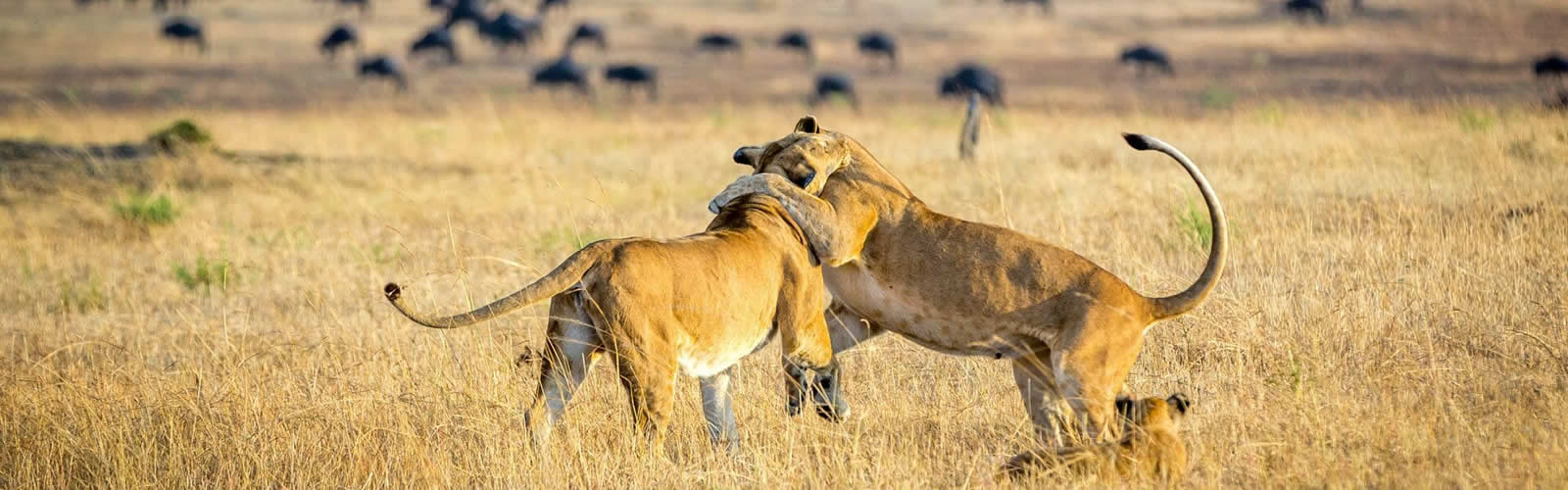 image_lion_family_in_masai_mara