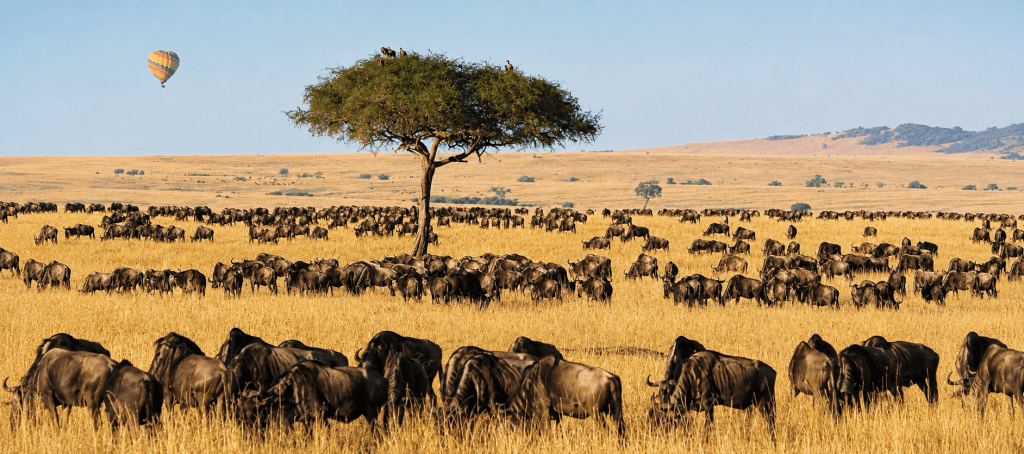 image_view_of_masai_mara_national_park
