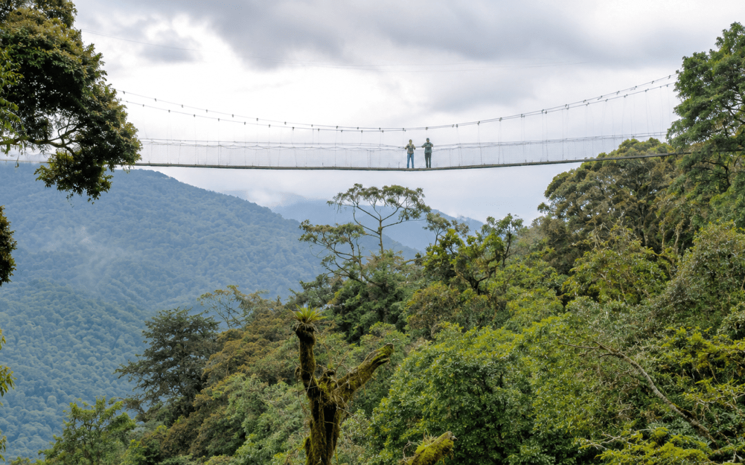 3-Day Nyungwe Chimpanzee Trekking Safari