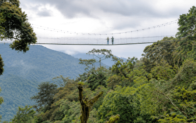 3-Day Nyungwe Chimpanzee Trekking Safari