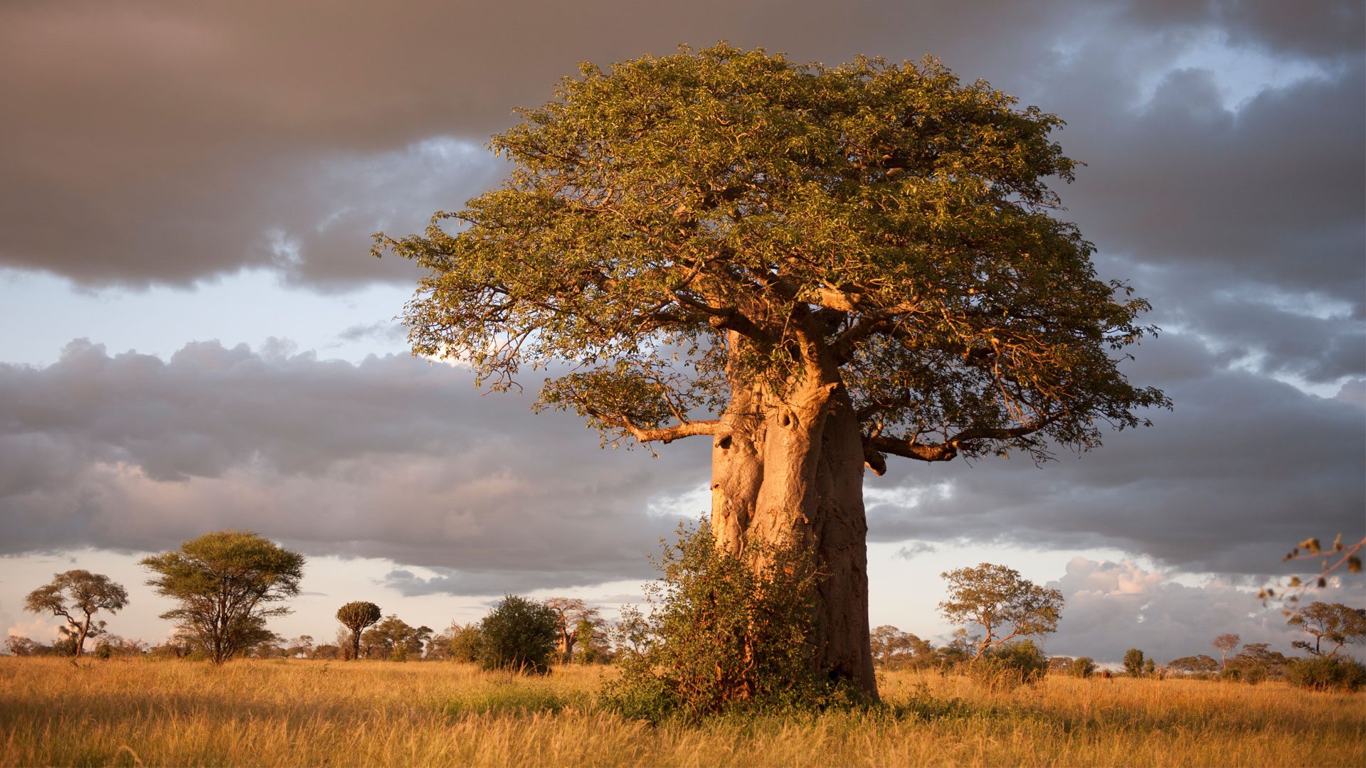 image_views_of_serengetii_national_park_native_expeditions