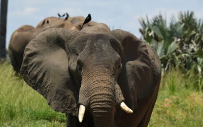 7-Day Tsavo, Amboseli and Maasai Mara Safari
