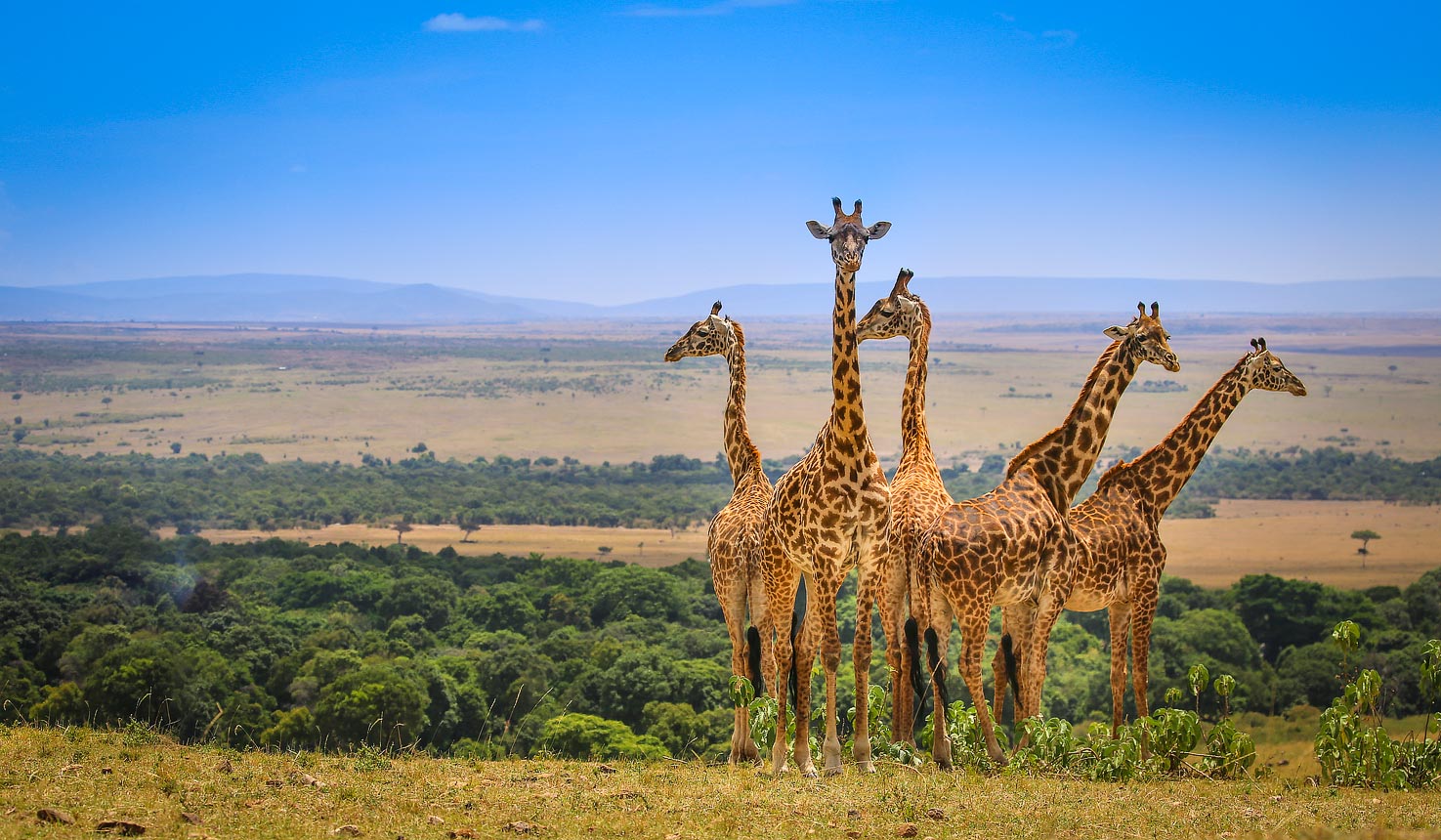 image_leopard_in_the_wild_in_uganda_tours